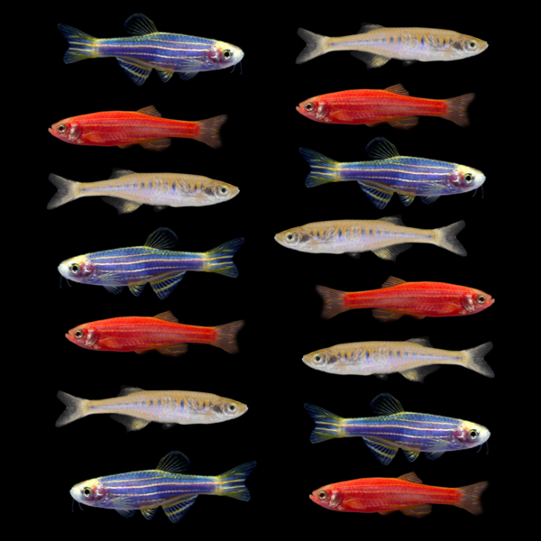 GloFish® Patriotic Danio Collection
