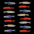 GloFish® Patriotic Danio Collection