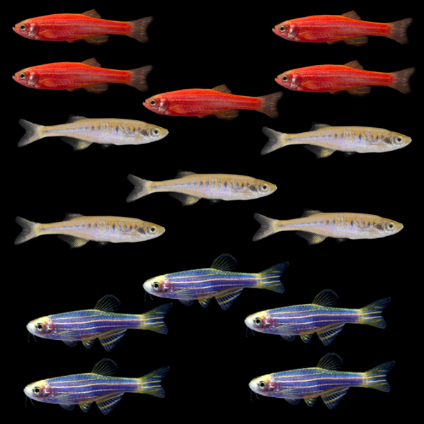 GloFish® Patriotic Danio Collection