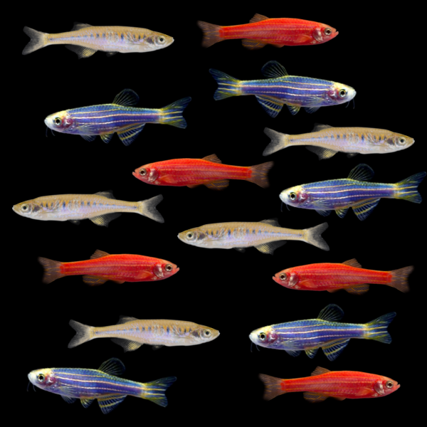 GloFish® Patriotic Danio Collection