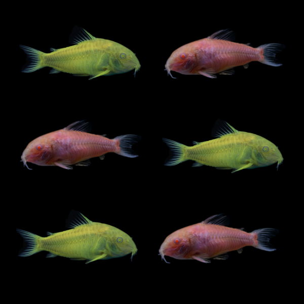 Pink Lemonade GloFish® Corydoras Collection with Celestial Yellow® and Moonrise Pink® Corydoras