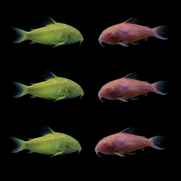 Celestial Yellow® and Moonrise Pink® GloFish® Corydoras in a summer aquarium collection