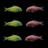 Celestial Yellow® and Moonrise Pink® GloFish® Corydoras in a summer aquarium collection