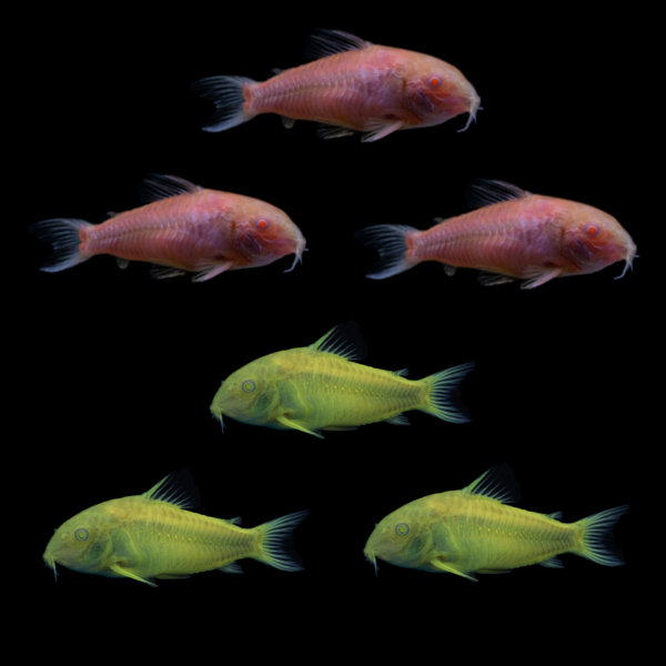Pink Lemonade GloFish® Corydoras Collection 6-count pink and yellow aquarium fish set