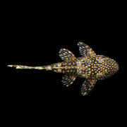 Bushy Nose Pleco