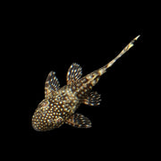 Bushy Nose Pleco