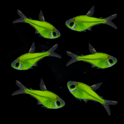 GloFish® Pristella Tetra Single Color Set (6ct)