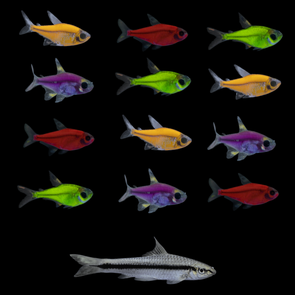 GloFish® Pristella Power Pack (13ct)