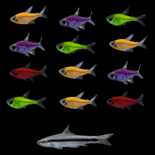 GloFish® Pristella Power Pack (13ct)