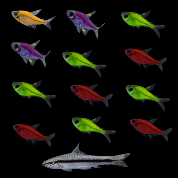 GloFish® Pristella Power Pack (13ct)