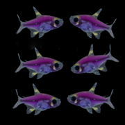 GloFish® Pristella Tetra Single Color Set (6ct)