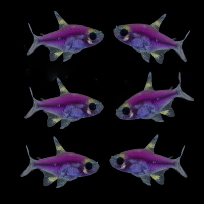 GloFish® Galactic Purple® Pristella Tetra 6pk