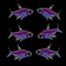 GloFish® Pristella Tetra Galactic Purple Six Count