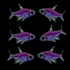GloFish® Pristella Tetra Galactic Purple Six Count