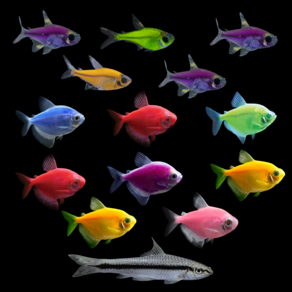 GloFish® Show Stopping Set (14ct)