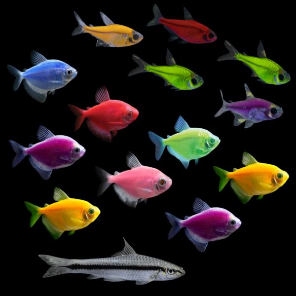 GloFish® Show Stopping Set (14ct)