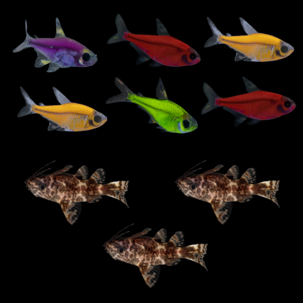 GloFish® Pristella Community (9ct)