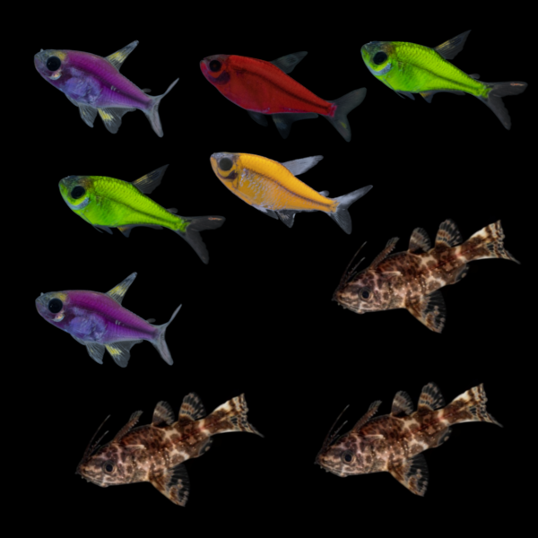 GloFish® Pristella Community (9ct)