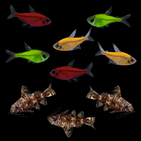 GloFish® Pristella Community (9ct)