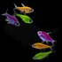GloFish® Pristella MAX Tetra Groups