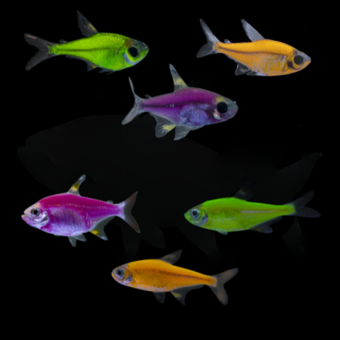 GloFish® Pristella MAX Tetra Set (6ct)