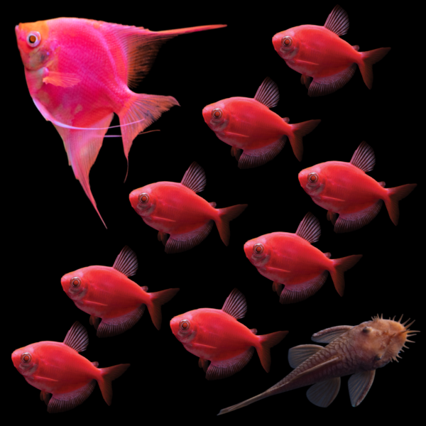 GloFish® Radiant Red Collection (10ct)