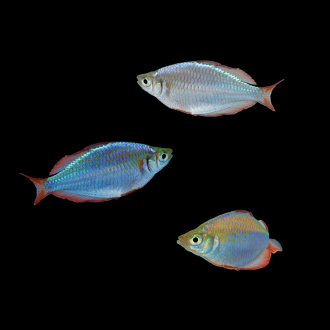 Dwarf Neon Rainbow Fish Set (3ct)