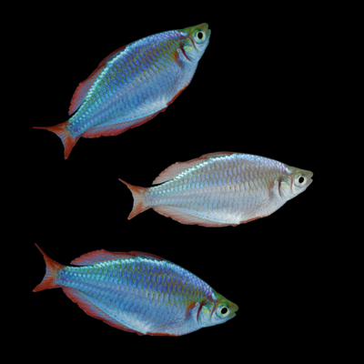 Dwarf Neon Rainbow Fish Set (3ct)
