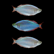 Dwarf Neon Rainbow Fish Set (3ct)