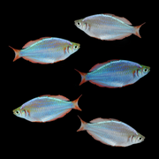 Dwarf Neon Rainbow Fish Set (5ct)
