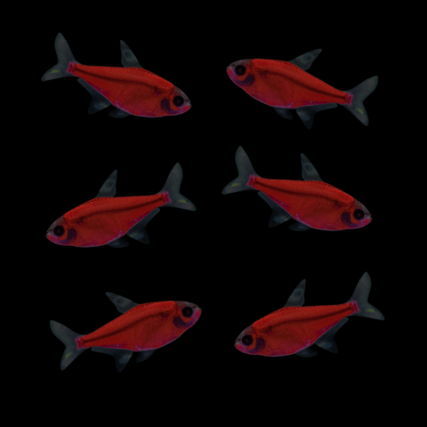 GloFish® Starfire Red® Pristella Tetra 6pk