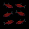 GloFish® Pristella Tetra Starfire Red Six Count