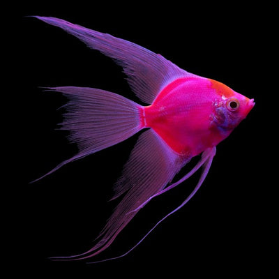 GloFish® Starfire Red® Angelfish