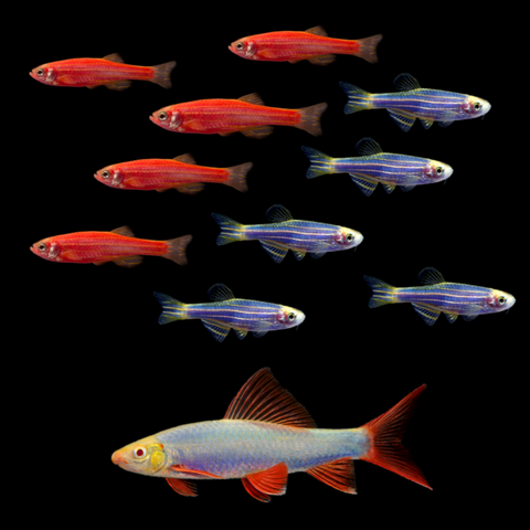 GloFish® Red & Blue Set (11 ct)