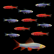 GloFish® Red & Blue Set (11 ct)