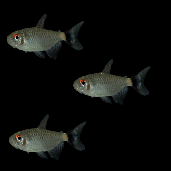 Red Eye Tetras (3ct)