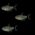 Red Eye Tetras (3ct)