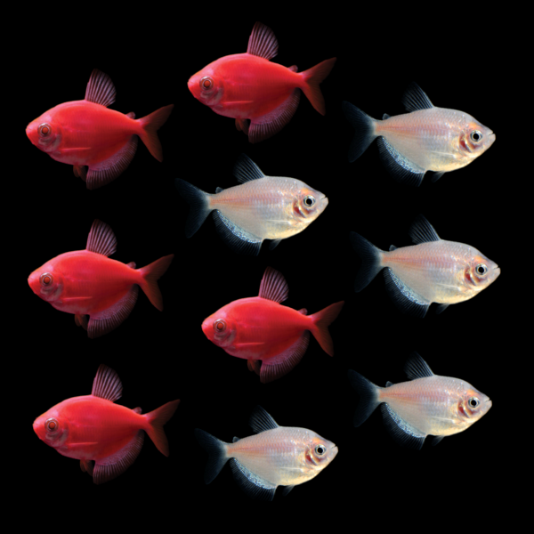 GloFish® Rudolph Collection (10ct)