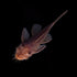 Rusty Red Bushy Nose Pleco