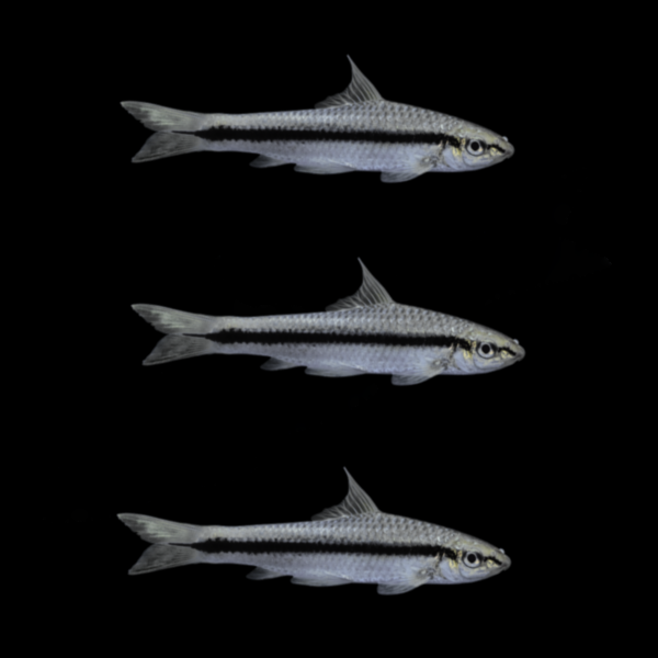 Siamese Algae Eater (3ct)