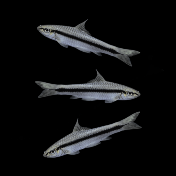 Siamese Algae Eater (3ct)