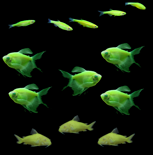 Game Fish Green – Trikfish