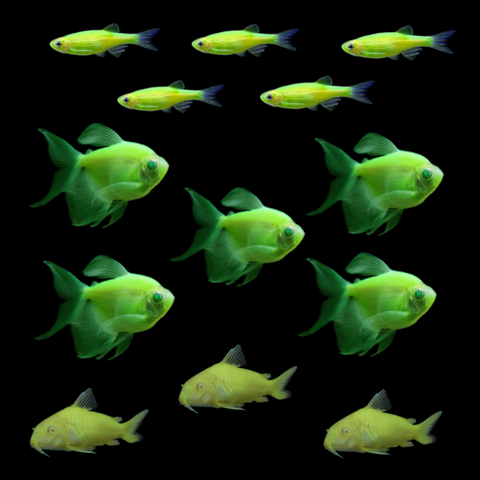 GloFish® St. Patrick's Set (13ct)