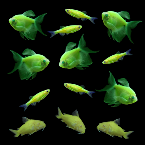 GloFish® St. Patrick's Set (13ct)