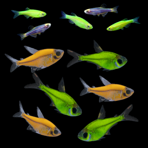 GloFish® Seasonal Sets