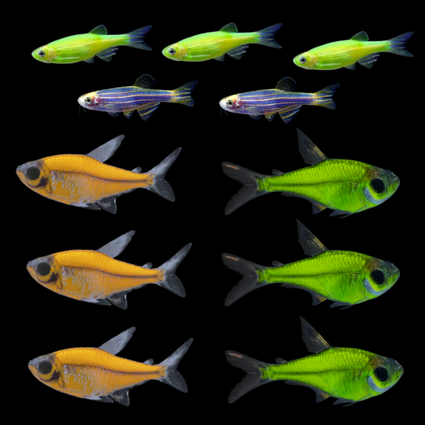 GloFish® Summer Collection (11 ct)
