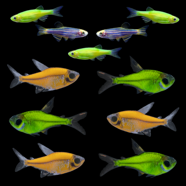 GloFish® Summer Collection (11 ct)