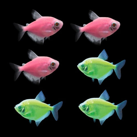 GloFish® Skirt Tetra Tulip Set (6ct)