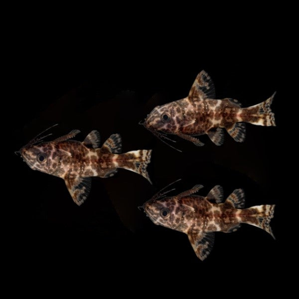 Upside Down Catfish (3ct)