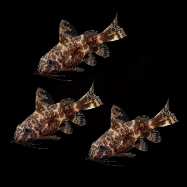 Upside Down Catfish (3ct)